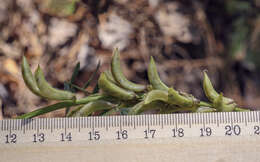 Image of Russian milkvetch