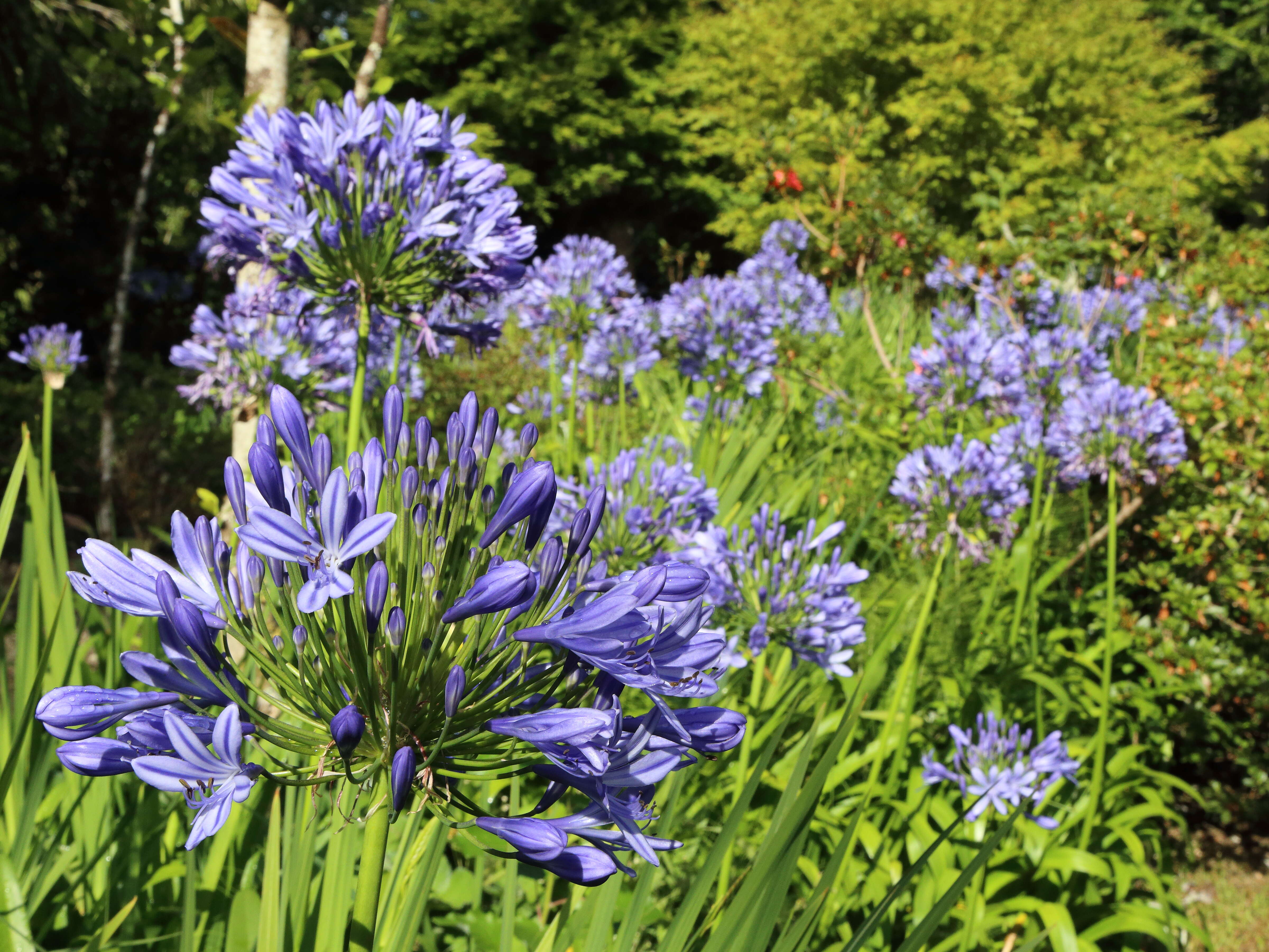 Imagem de Agapanthus praecox Willd.