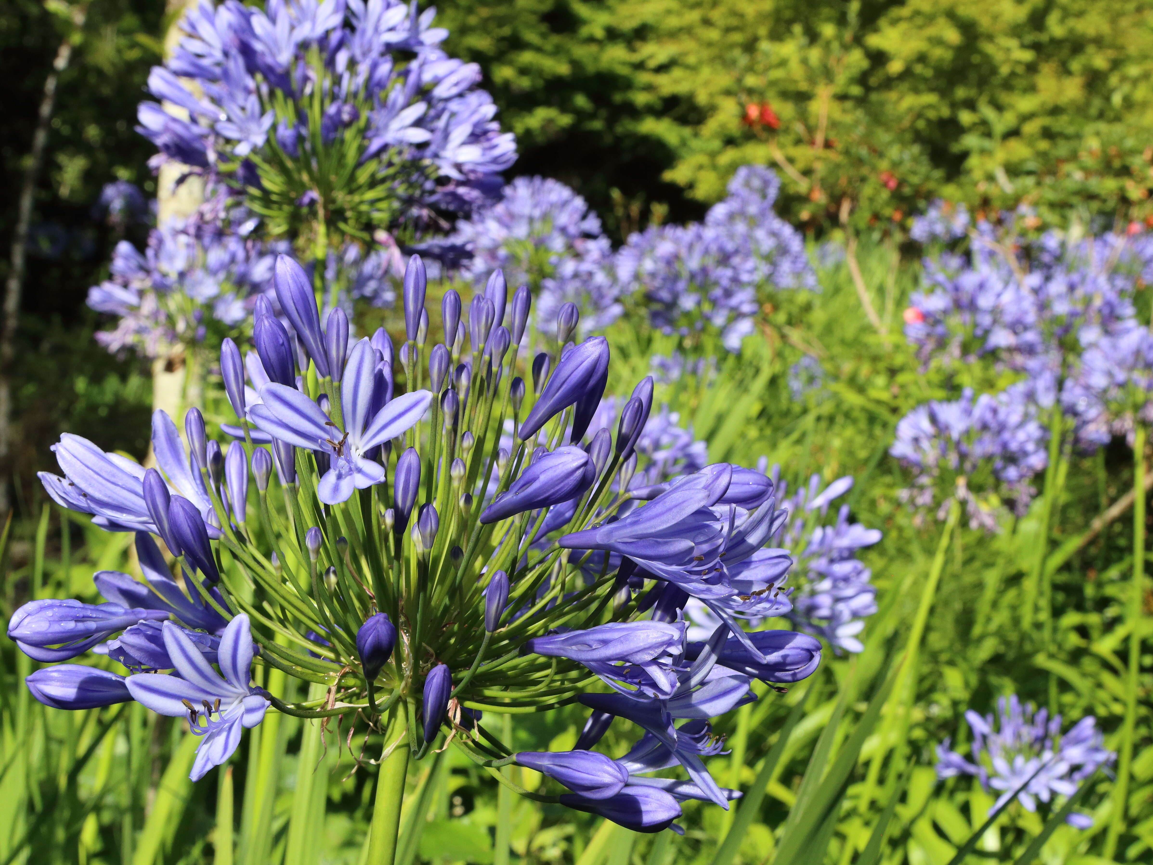 Imagem de Agapanthus praecox Willd.