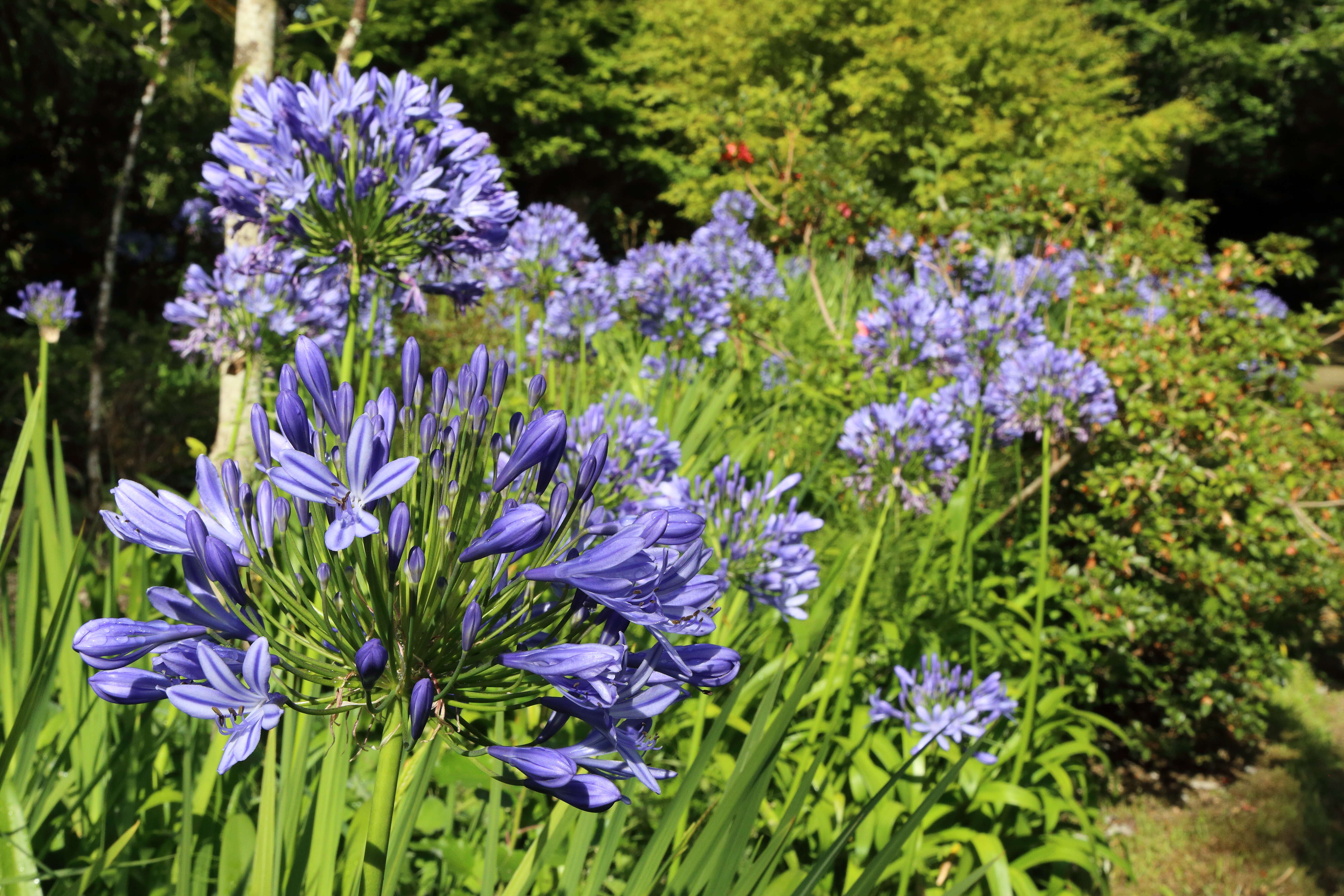 Imagem de Agapanthus praecox Willd.