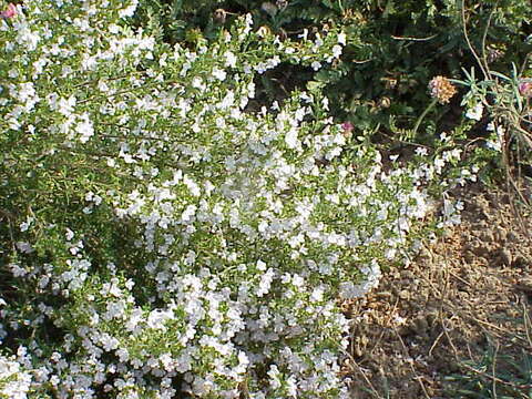 Image of perennial savory