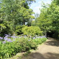 Imagem de Agapanthus praecox Willd.