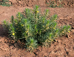 Image of Ajuga chamaepitys subsp. chia (Schreb.) Arcang.