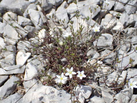 Image of Arenaria provincialis Chater & Halliday