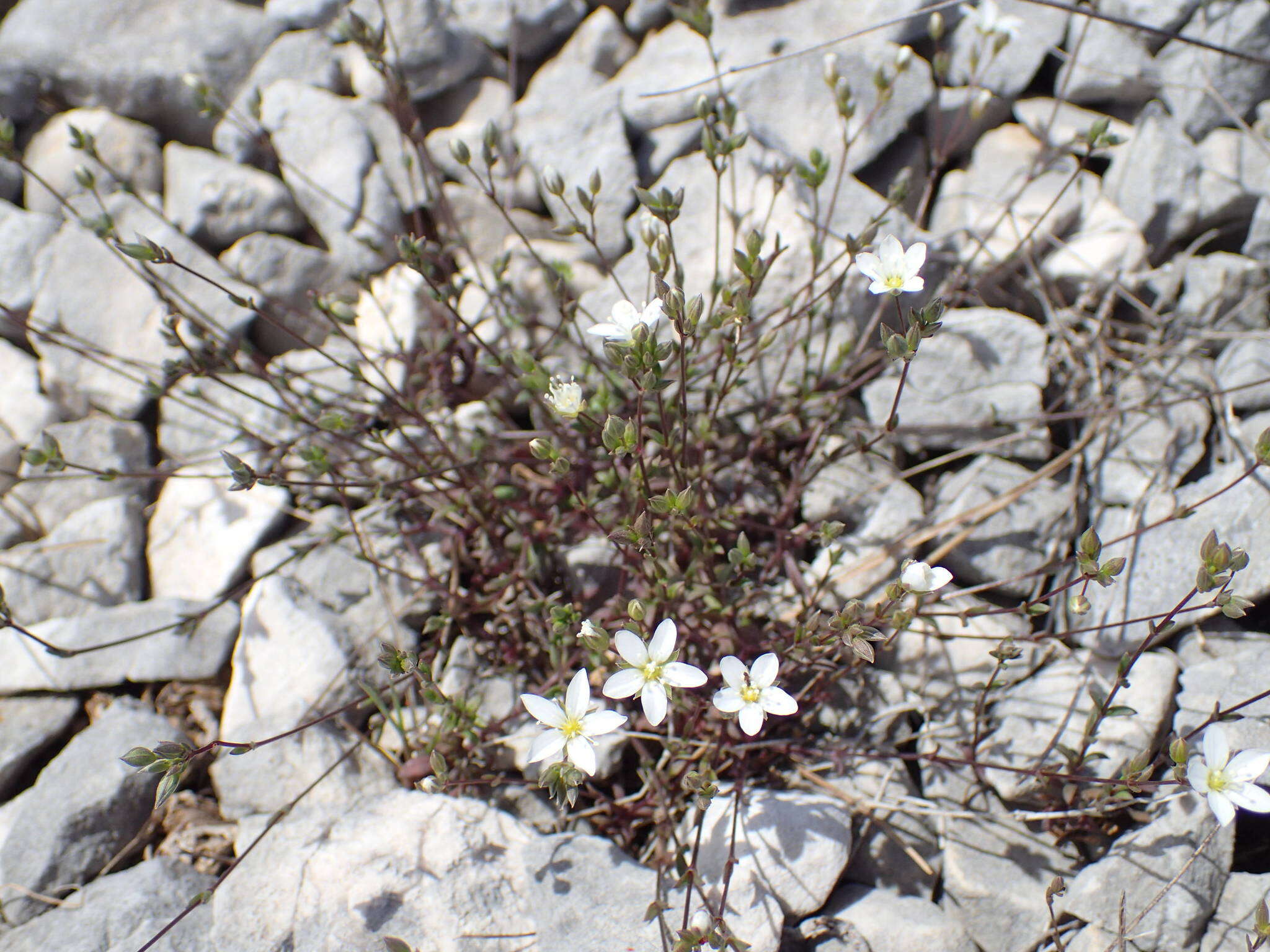 Sivun Arenaria provincialis Chater & Halliday kuva