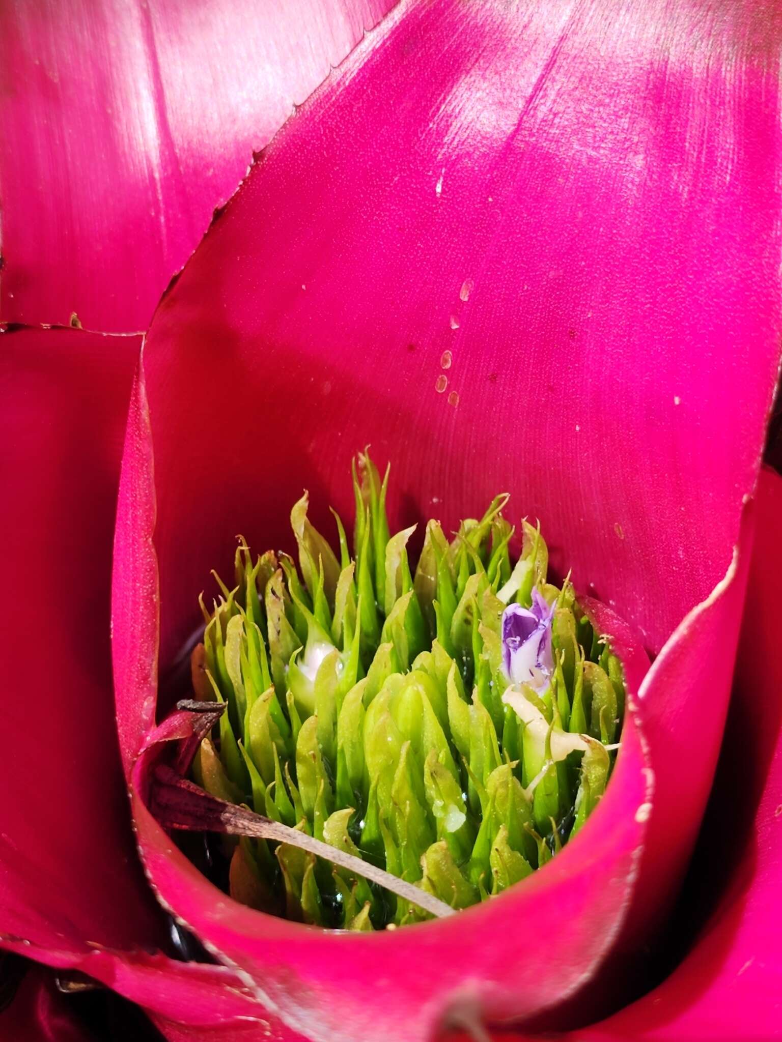 Image of Bromeliad