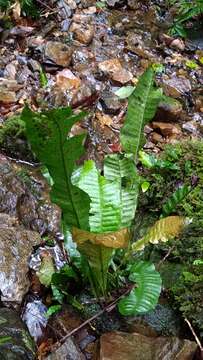 Image of Leptochilus hemionitideus (C. Presl) Noot.