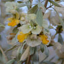 Слика од Rydingia integrifolia (Benth.) Scheen & V. A. Albert