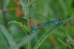 Image of Common Blue Damselfly