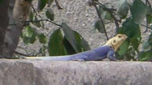 Image of Common agama