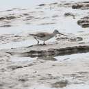 Image of Terek Sandpiper