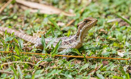 Image of Basiliscus basiliscus barbouri Ruthven 1914