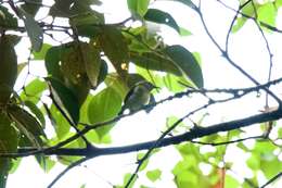 Image of Temminck's Sunbird