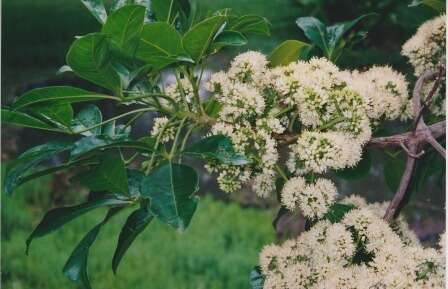 Melicope micrococca (F. Müll.) T. G. Hartley resmi