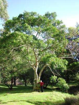 Melicope micrococca (F. Müll.) T. G. Hartley resmi