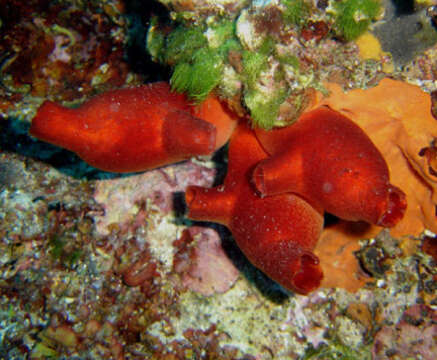 Image of red sea-squirt