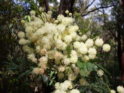 Image of South Wales wattle