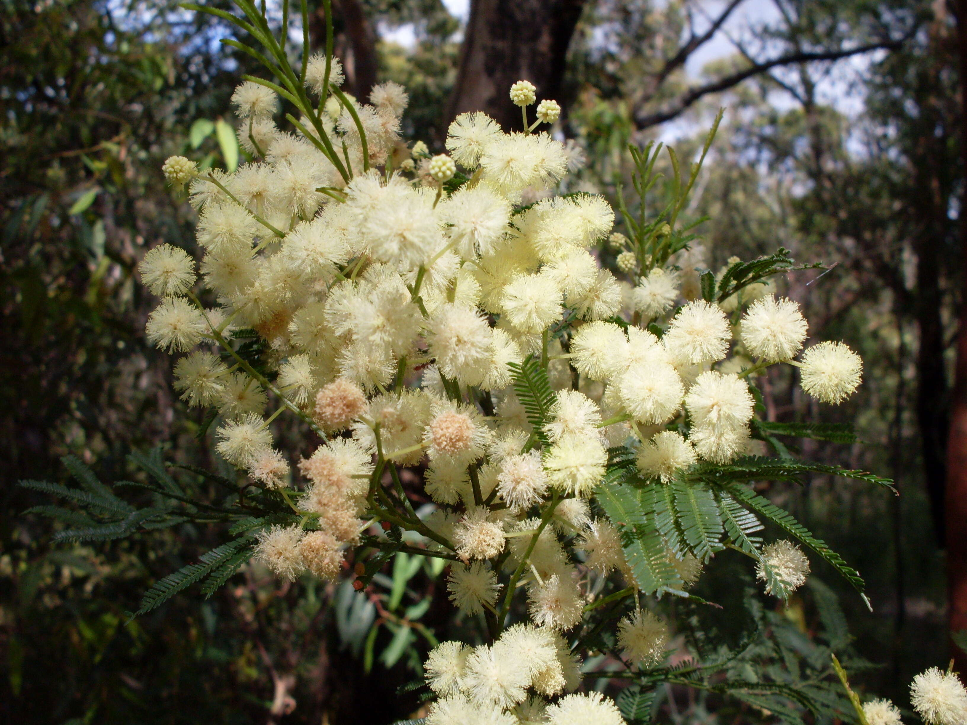 Acacia parramattensis Tindale的圖片