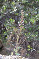 Image of Kern County larkspur