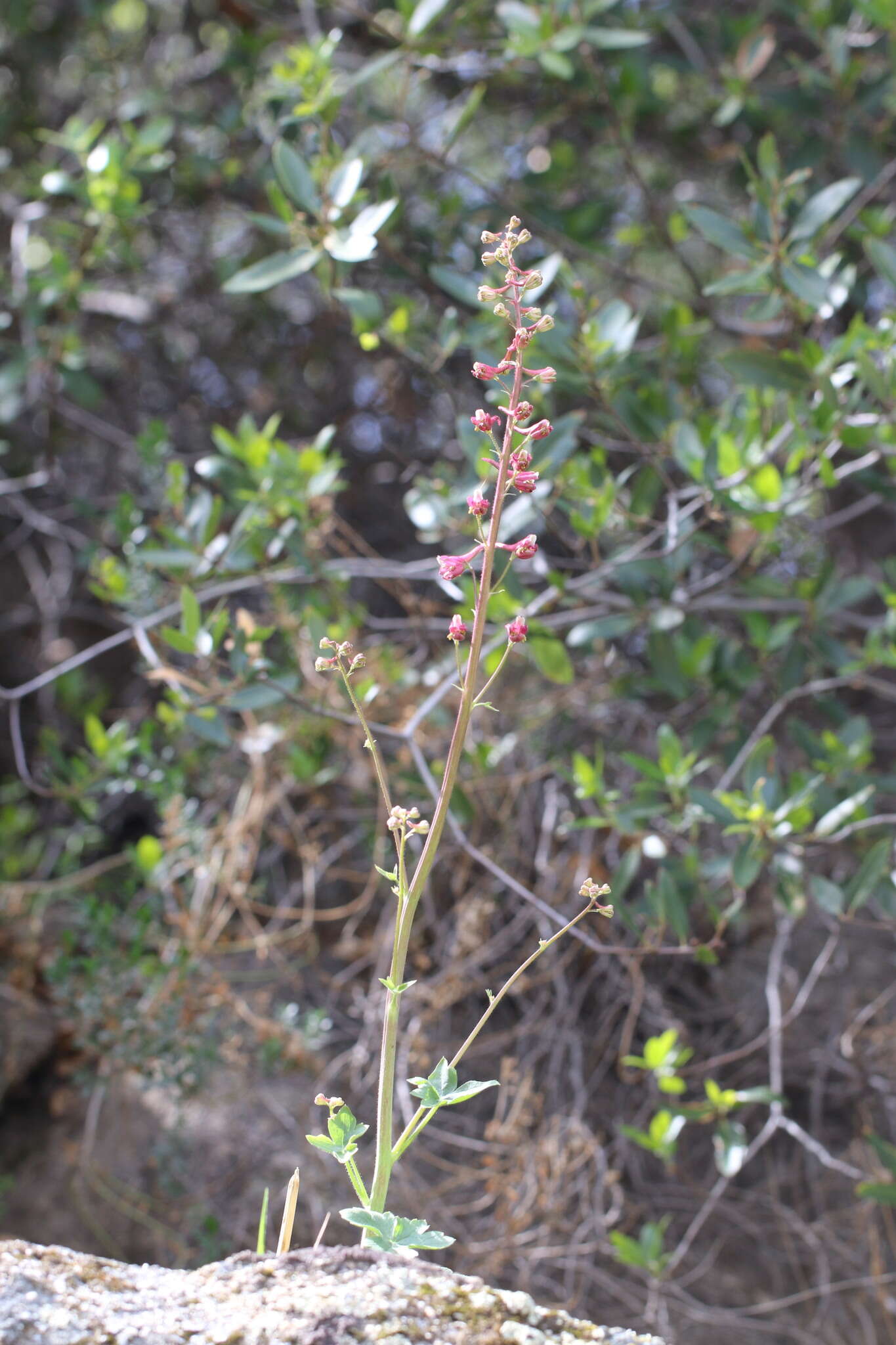 Image of Kern County larkspur