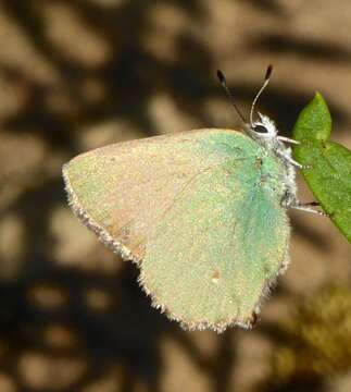 Image of Lotus Hairstreak