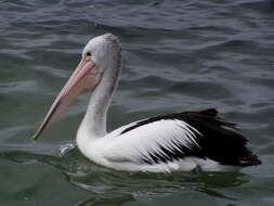 Image of Australian Pelican