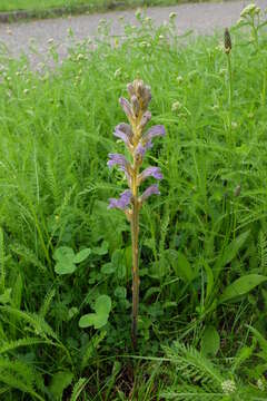 Phelipanche purpurea (Jacq.) Soják resmi