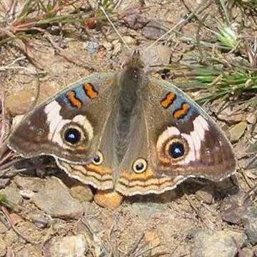 Image of Common buckeye