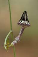 Image de Ceropegia nilotica Kotschy