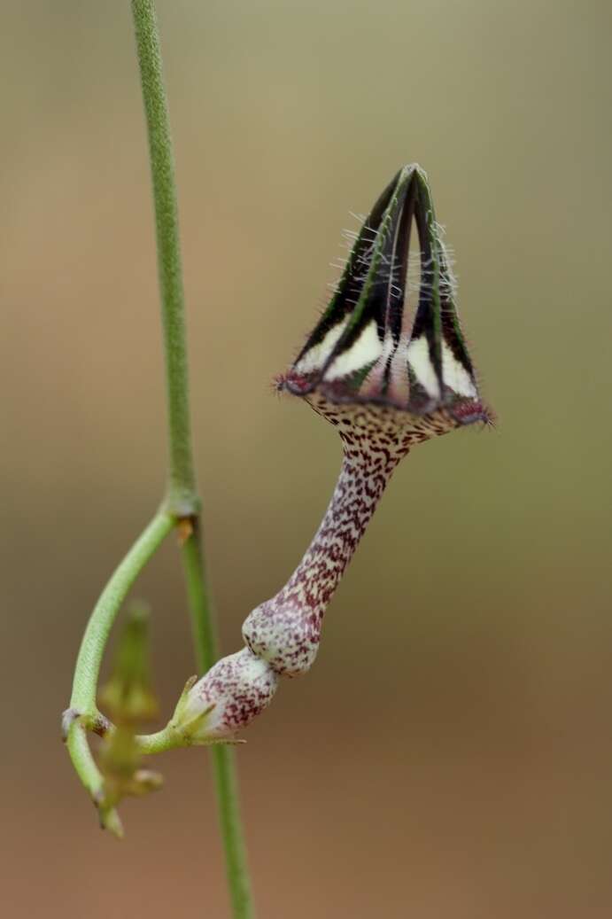 Image de Ceropegia nilotica Kotschy