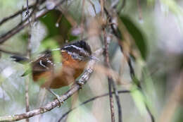 Image of Ferruginous Antbird