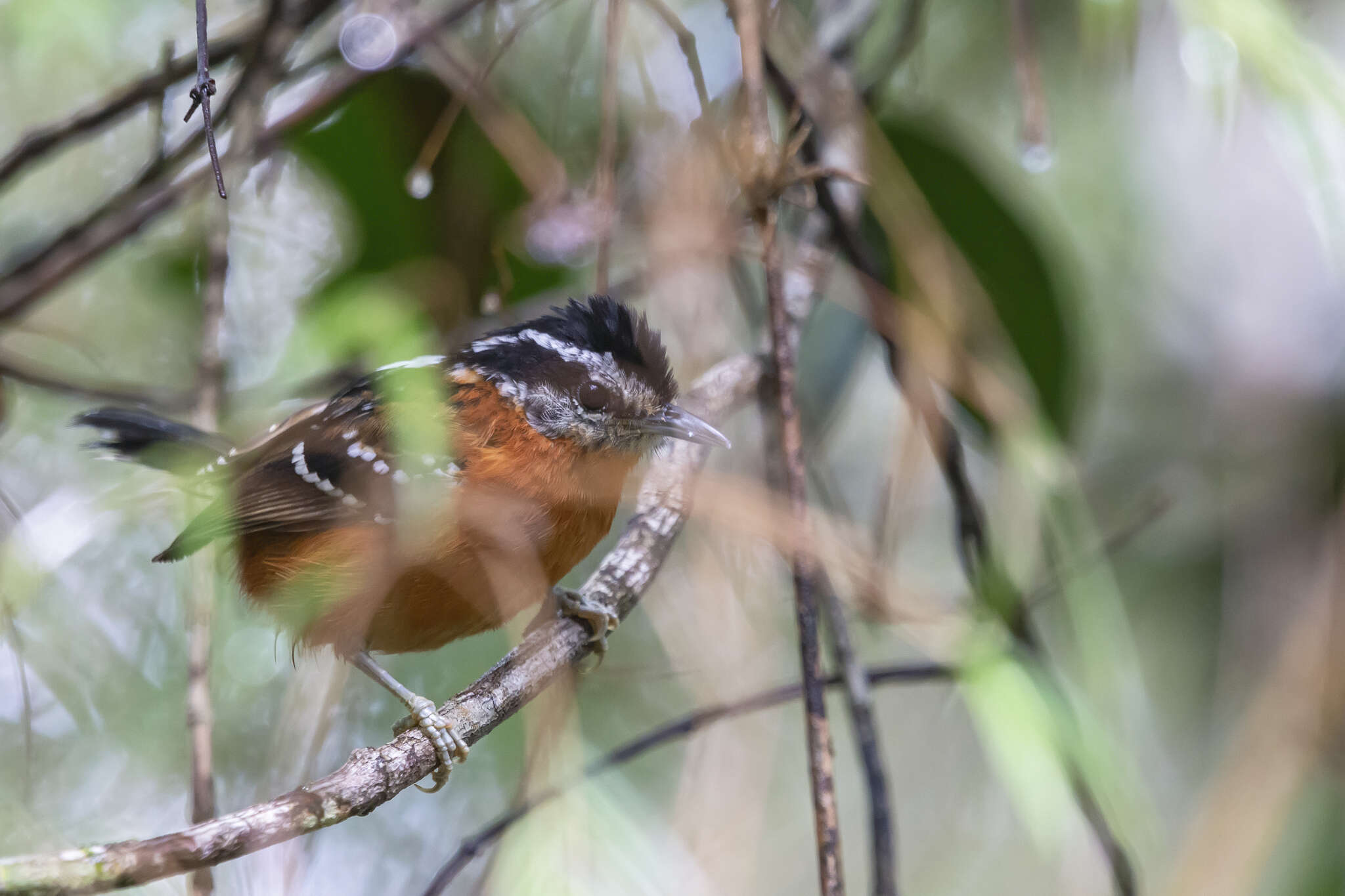 Image of Ferruginous Antbird