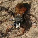 Image of European Golden Digger Wasp