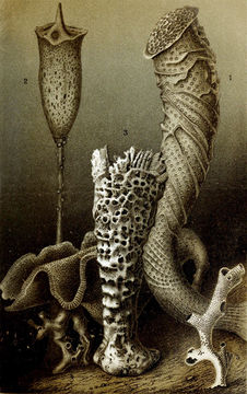 Image of Cloud sponge