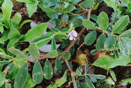 Image of Tephrosia pumila (Lam.) Pers.