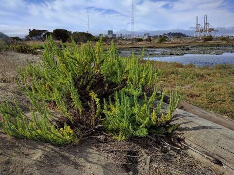 Image of California seablite