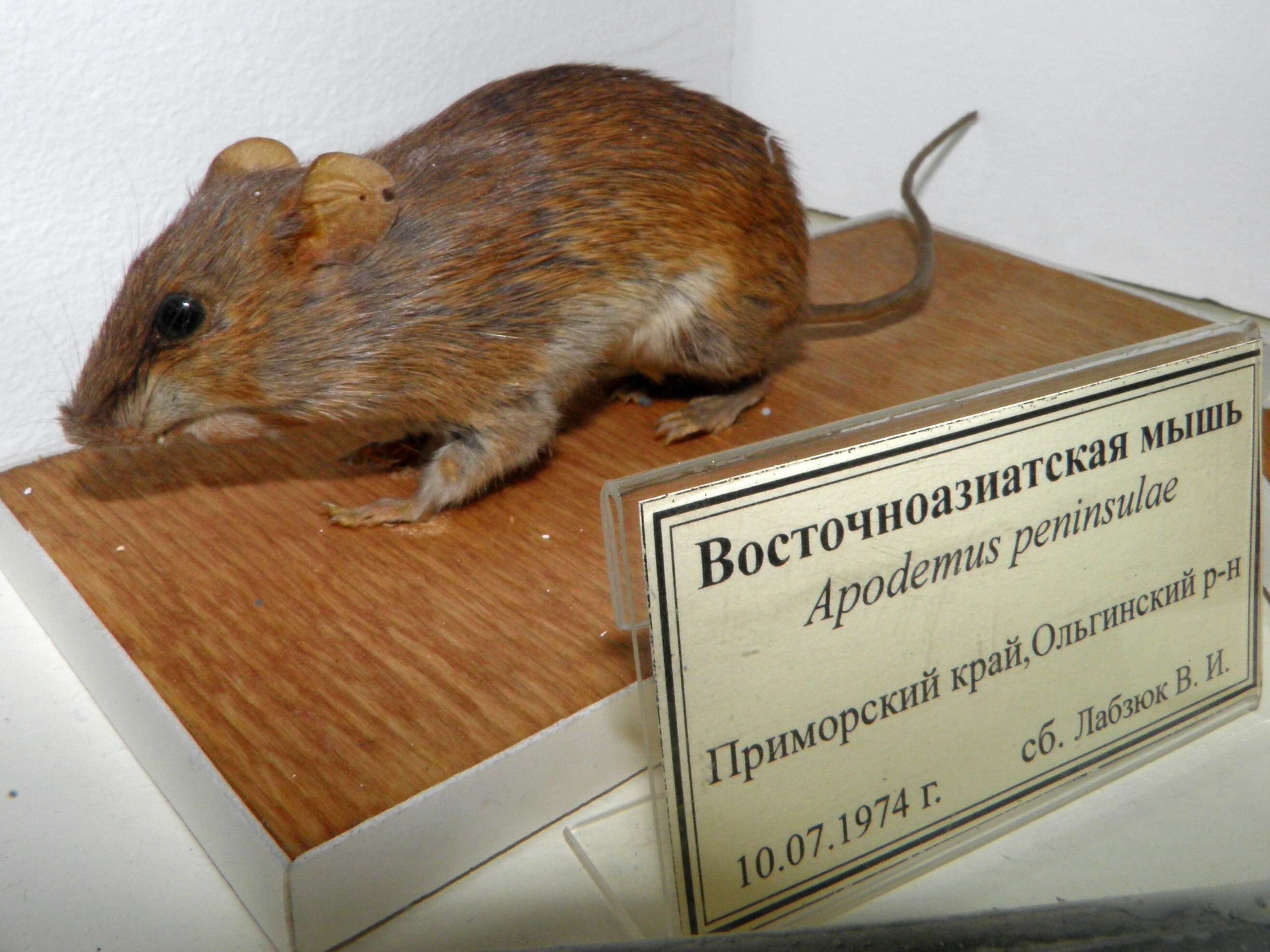Image of Korean Field Mouse