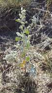 Plancia ëd Chenopodium watsonii A. Nels.