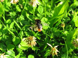 Plancia ëd Bombus pratorum (Linnaeus 1761)