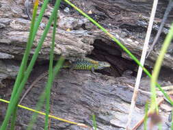 Image of Painted Tree Iguana