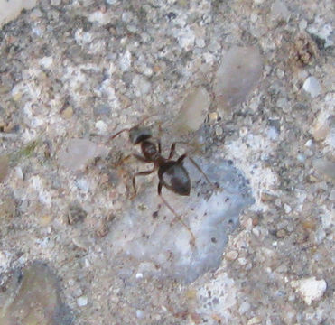 Image of Small black ant