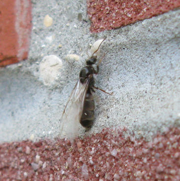 Image of Small black ant