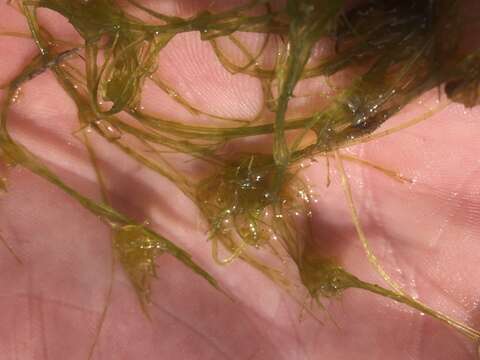 Image of Slimy-fruited Stonewort