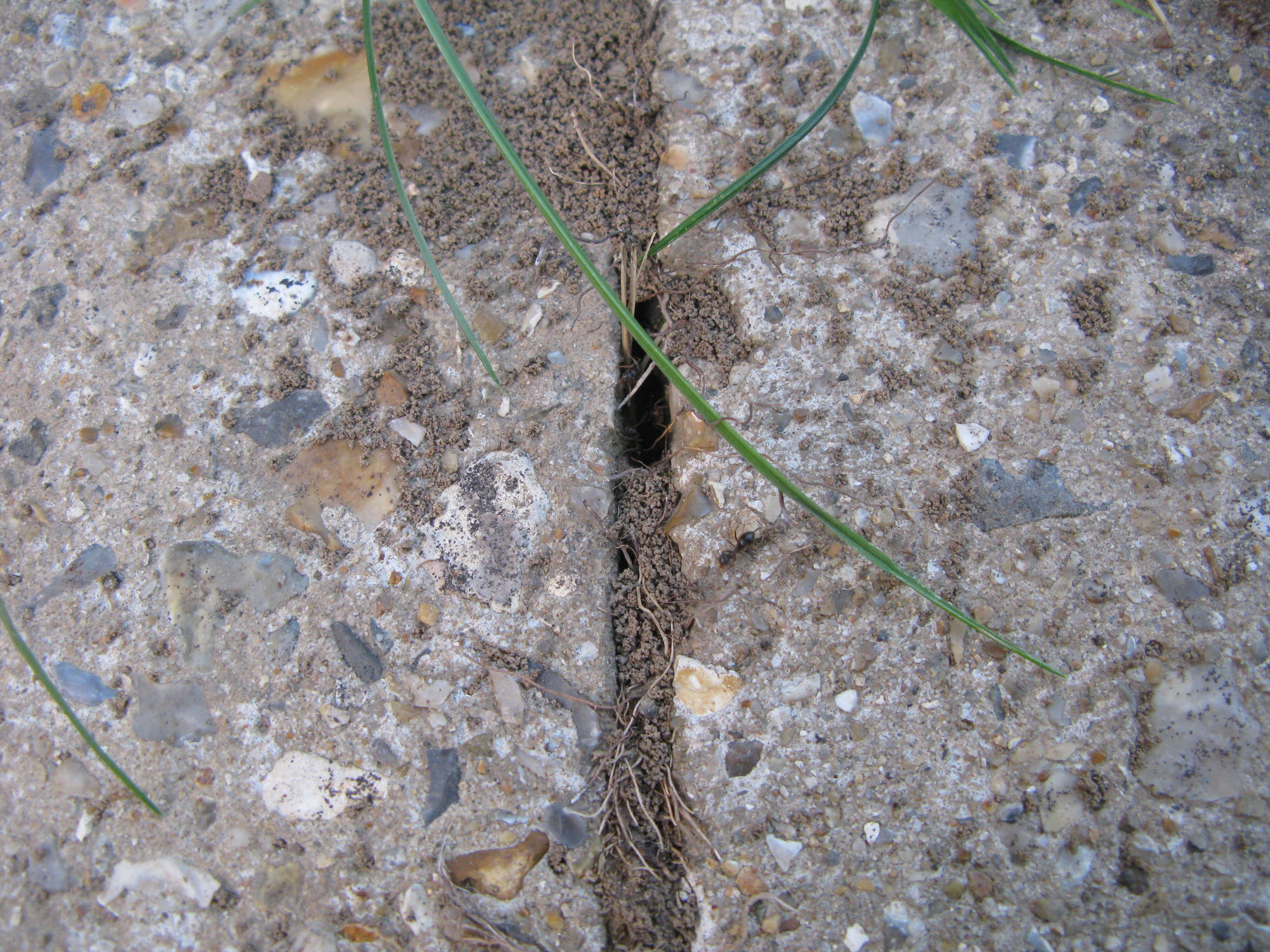 Image of Small black ant