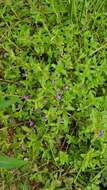 Image of Rice Paddy Herb