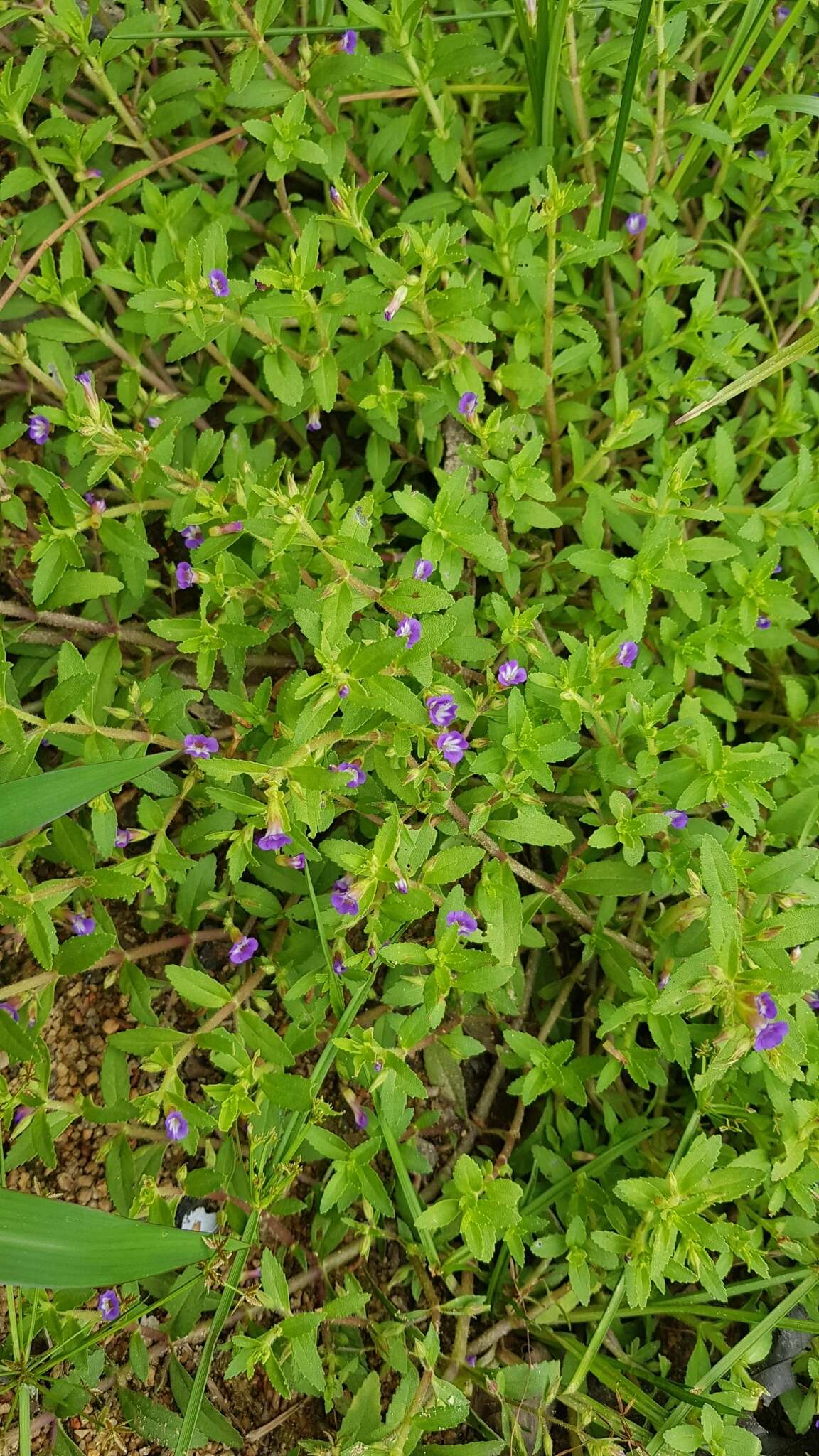 Image of Rice Paddy Herb