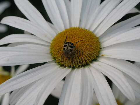 Image of Bee beetle