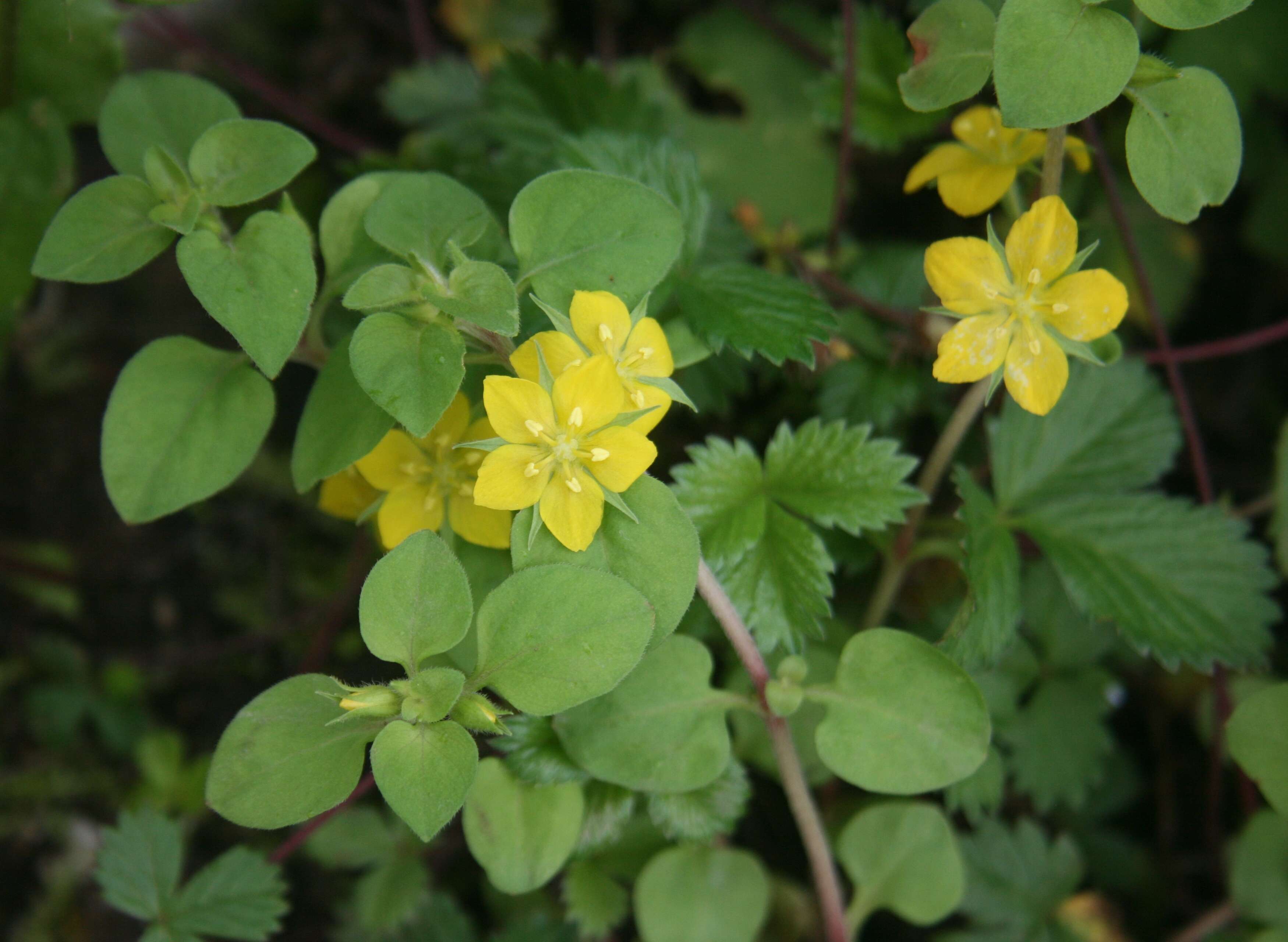 Image of yellow loosestrife