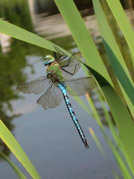 Image of Blue Emperor