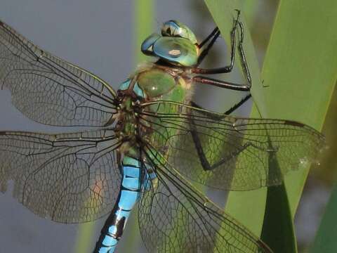 Image of Blue Emperor